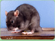 rat control Chippenham