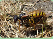 wasp control Chippenham